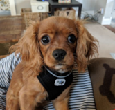 Cute Cavalier King Charles Spaniel Purebred Pup