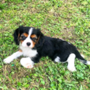 Cute Cavalier King Charles Spaniel Purebred Pup