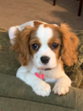 Cute Cavalier King Charles Spaniel Pup