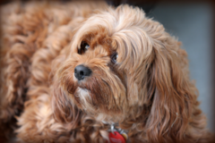 Cute Cavadoodle Poodle Mix Pup