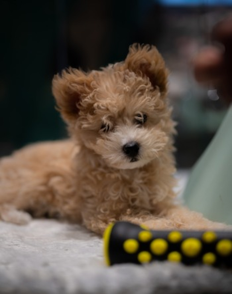 Cute Pomapoo Poodle Mix Pup