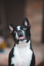 Cute Boston Terrier Purebred Pup Cute Boston Terrier Purebred Pup