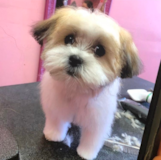 Cute Teddy Bear Designer Pup