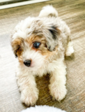 Cute Australian Designer Pup Cute Australian Designer Pup