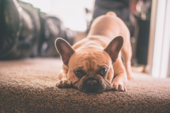 Cute French Bulldog Purebred Pup