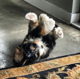 Cute Mini Bernedoodle Pup