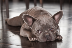 Cute French Bulldog Purebred Pup