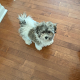 Cute Havachon Designer Pup Cute Havachon Designer Pup
