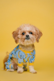Cute Shitzu Purebred Pup