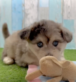 Fluffy Mini Pomskydoodle Poodle Mix Pup