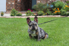 Cute Frenchie Purebred Pup