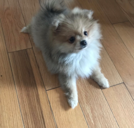 Pom Puppies For Sale - Simply Southern Pups