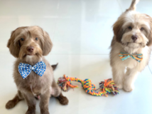 Cute Labrador Poodle Mix Pup Cute Labrador Poodle Mix Pup