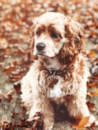 Cute Cocker Spaniel Purebred Pup