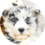 Mini Huskydoodle Puppy For Sale - Simply Southern Pups