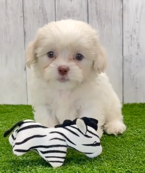 Cute Havashu Pup