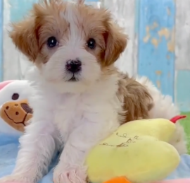 Yorkie Doodle Puppies For Sale - Simply Southern Pups