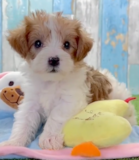 Cute Yorkipoo Poodle Mix Pup