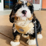 Cute Mini Bernedoodle Pup