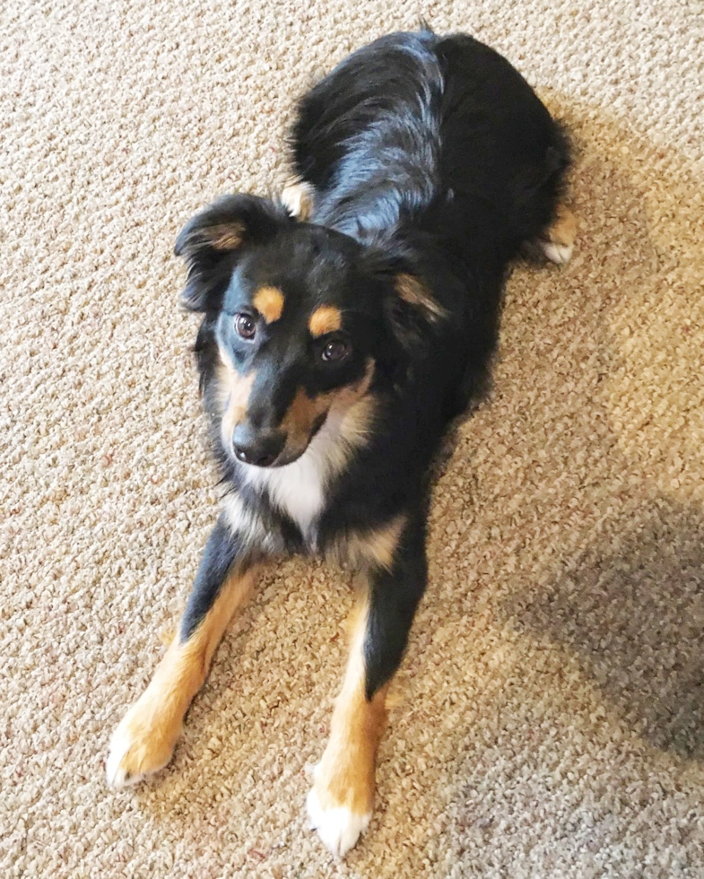 Cute Mini Aussie Purebred Pup