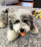 Cute Mini Sheepadoodle Poodle Mix Pup Cute Mini Sheepadoodle Poodle Mix Pup