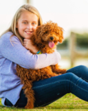 Cute Cockapoo Poodle Mix Pup