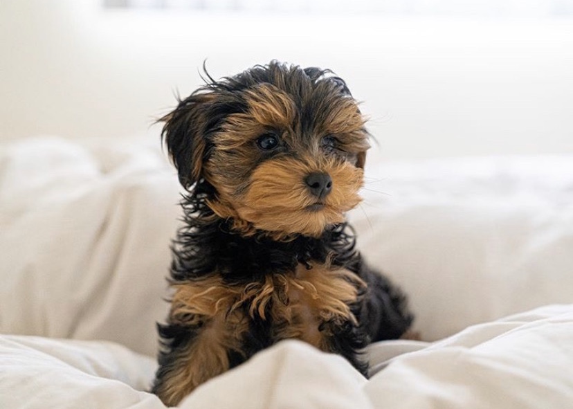 teacup yorkie and poodle mix