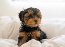 Cute Yorkie Poo Pup