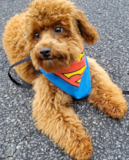 Cute Pooodle Purebred Pup Cute Pooodle Purebred Pup