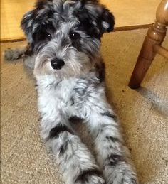 Mini Schnoodle Puppies For Sale - Simply Southern Pups