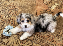 Cute Aussiepoo Poodle Mix Pup Cute Aussiepoo Poodle Mix Pup