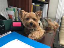 Yorkshire Terrier Being Cute