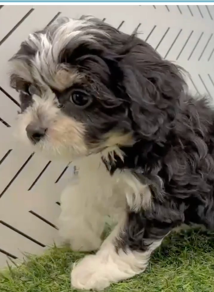 Cute Cavachon Pup