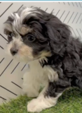 Cute Cavachon Pup