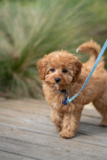 Cute Cavapoo Poodle Mix Pup