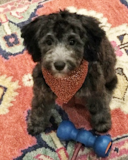 Cute English Sheep Dog Poodle Mix Pup Cute English Sheep Dog Poodle Mix Pup