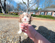 11 week old Aussiechon Puppy For Sale - Simply Southern Pups