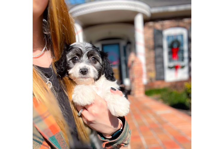 Cute Australian Designer Puppy