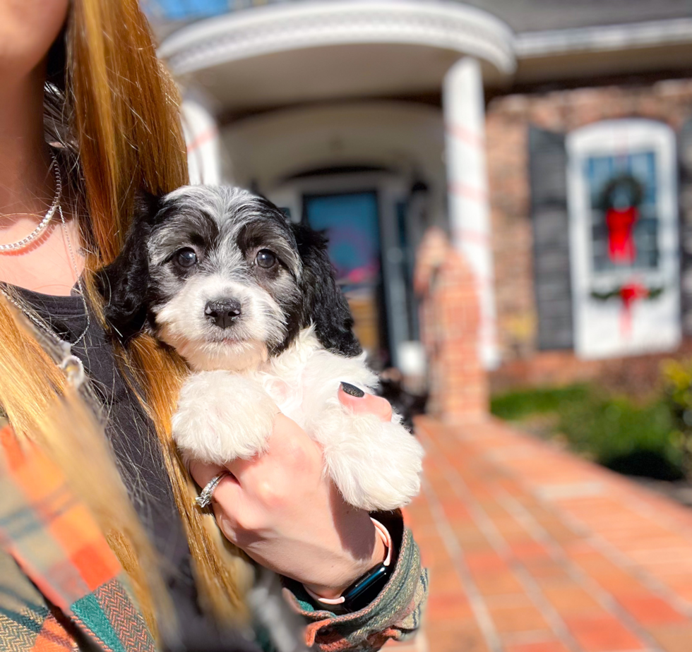 Cute Australian Designer Puppy