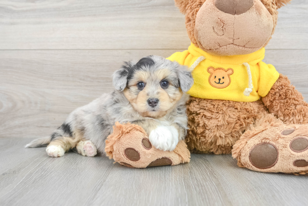Cute Aussiechon Adele 4lb 2oz Designer Puppy