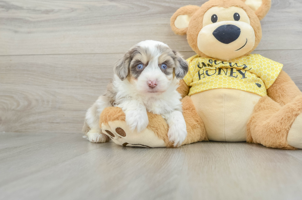 5 week old Aussiechon Puppy For Sale - Simply Southern Pups