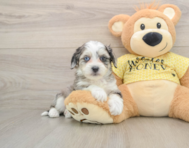 7 week old Aussiechon Puppy For Sale - Simply Southern Pups