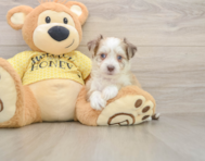 7 week old Aussiechon Puppy For Sale - Simply Southern Pups