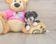 5 week old Aussiechon Puppy For Sale - Simply Southern Pups