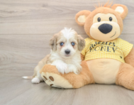 8 week old Aussiechon Puppy For Sale - Simply Southern Pups