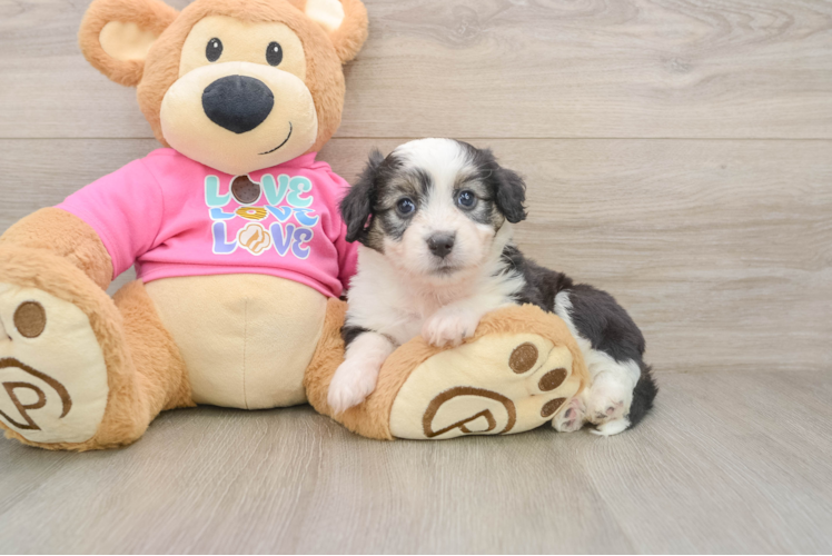 Cute Aussiechon Baby