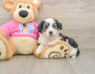 6 week old Aussiechon Puppy For Sale - Simply Southern Pups
