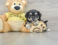 7 week old Aussiechon Puppy For Sale - Simply Southern Pups