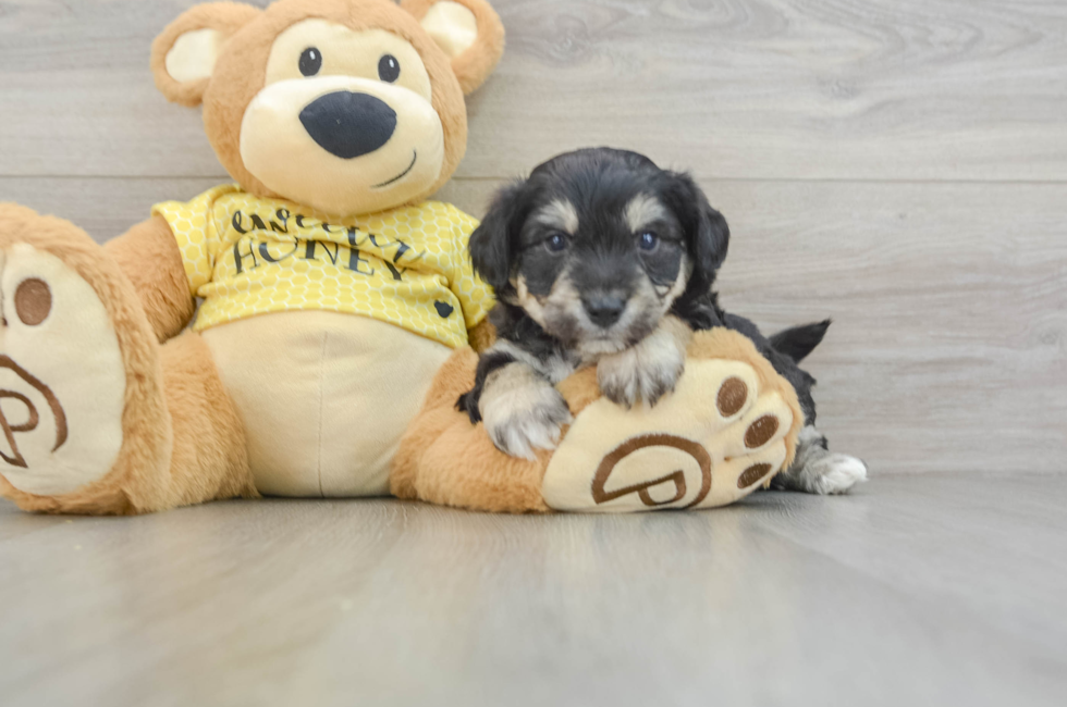 5 week old Aussiechon Puppy For Sale - Simply Southern Pups