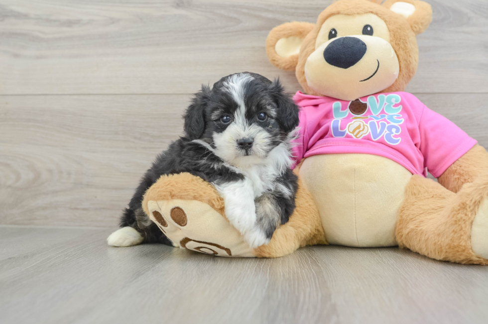 6 week old Aussiechon Puppy For Sale - Simply Southern Pups